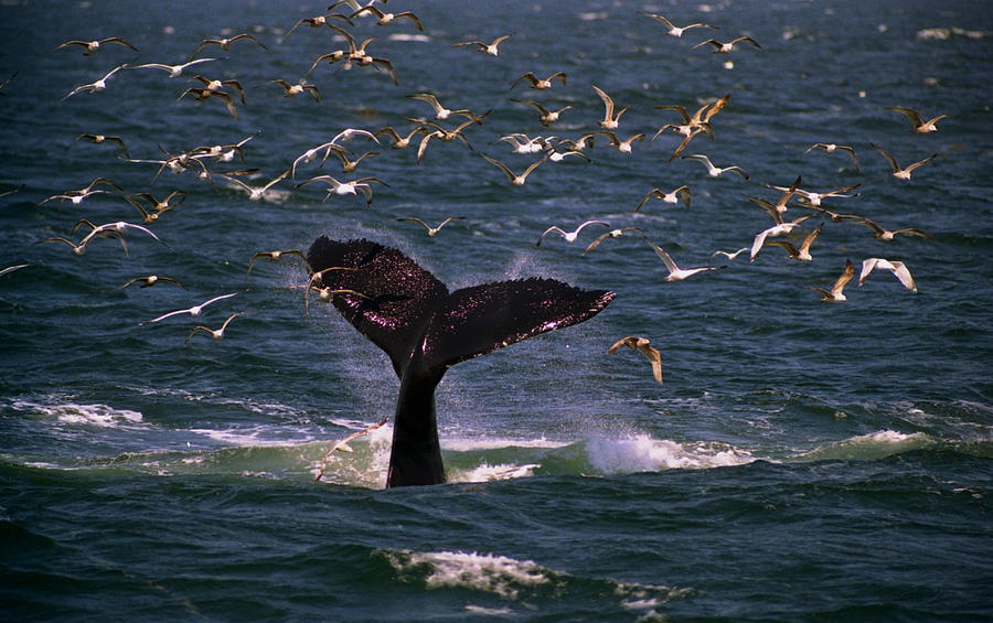 Sounding Humpback Photograph by Skip Willits