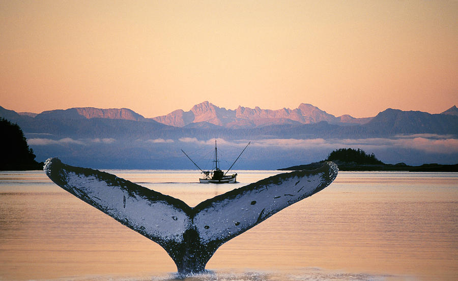 Sounding Humpback Whale in Alaska Photograph by Buddy Mays