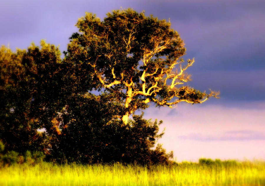 Tree Photograph - SOUNDS of TOPSAIL by Karen Wiles