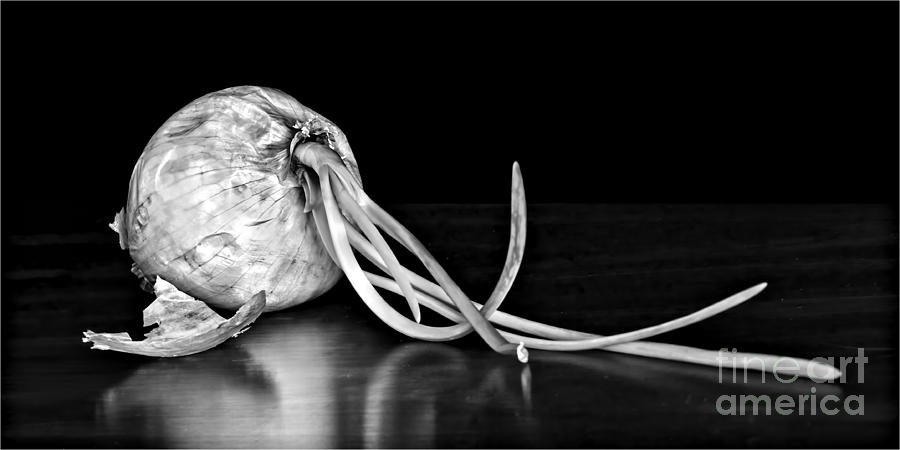 Onion Photograph - Soupe du Jour - bw by Nikolyn McDonald