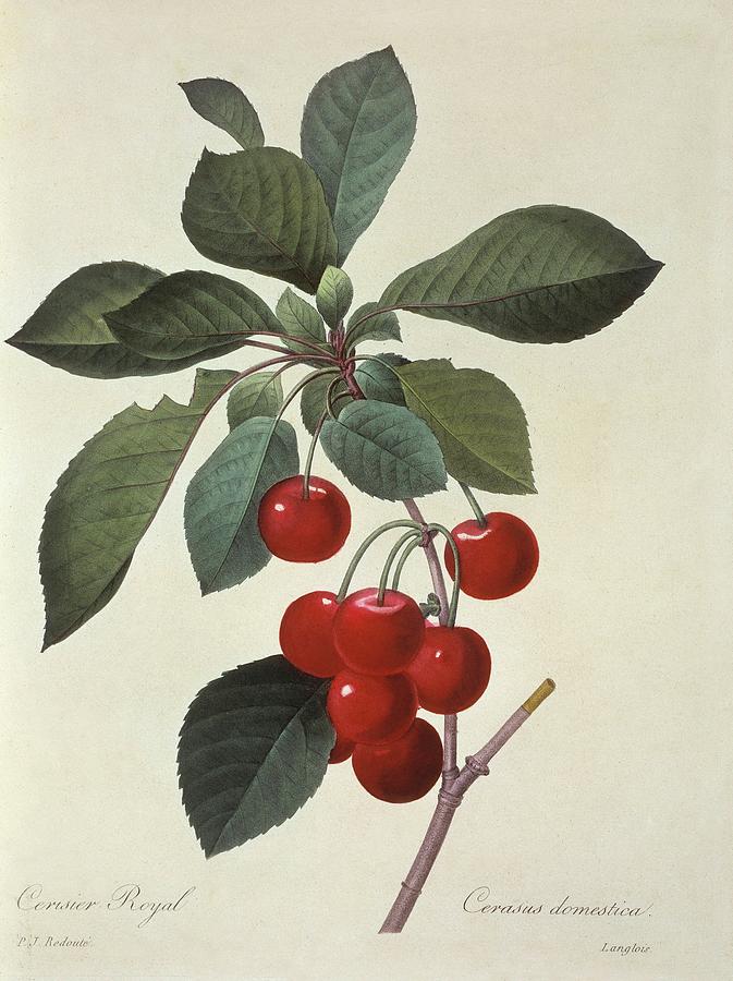 Sour Cherries Prunus Cerasus Photograph by Natural History Museum, London/science Photo Library