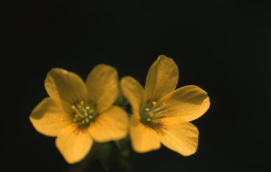 Sour Grass Flower Photograph by Retro Images Archive