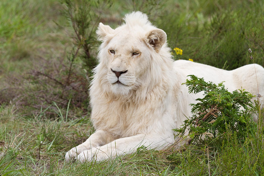 South Africa, animal: endangered and rare white lion Photograph by ©  Marie-Ange Ostré