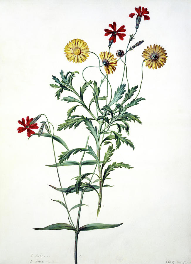 South African Daisy (arctotis Sp.) Photograph by Natural History Museum, London/science Photo Library