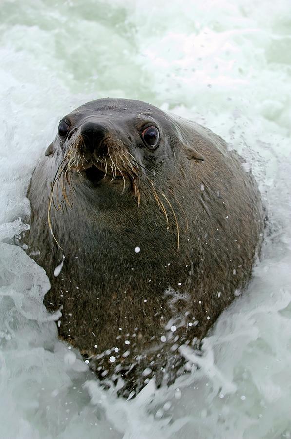 South African Fur Seal Photograph by Tony Camacho/science Photo Library