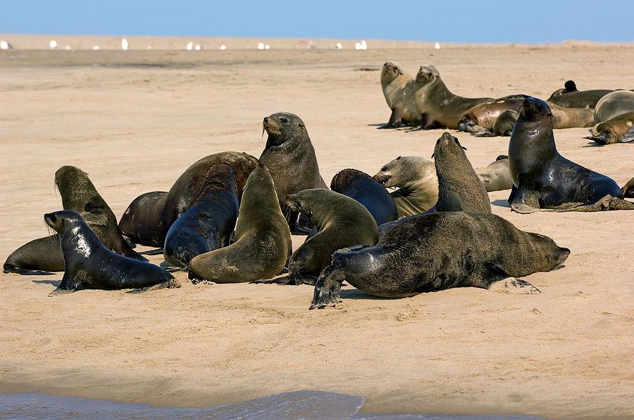 South African Fur Seals Photograph by Tony Camacho/science Photo Library