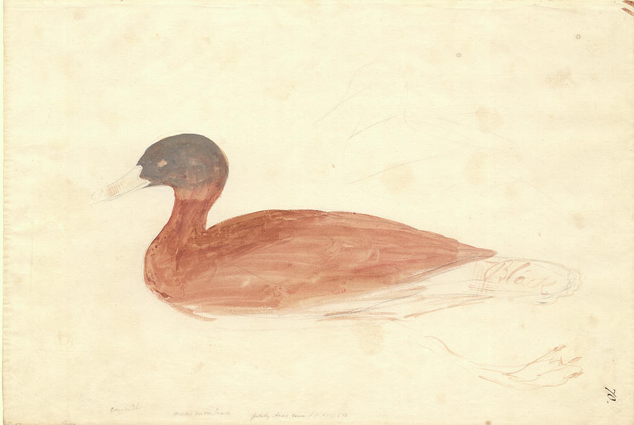 South African Shelduck Photograph by Natural History Museum, London