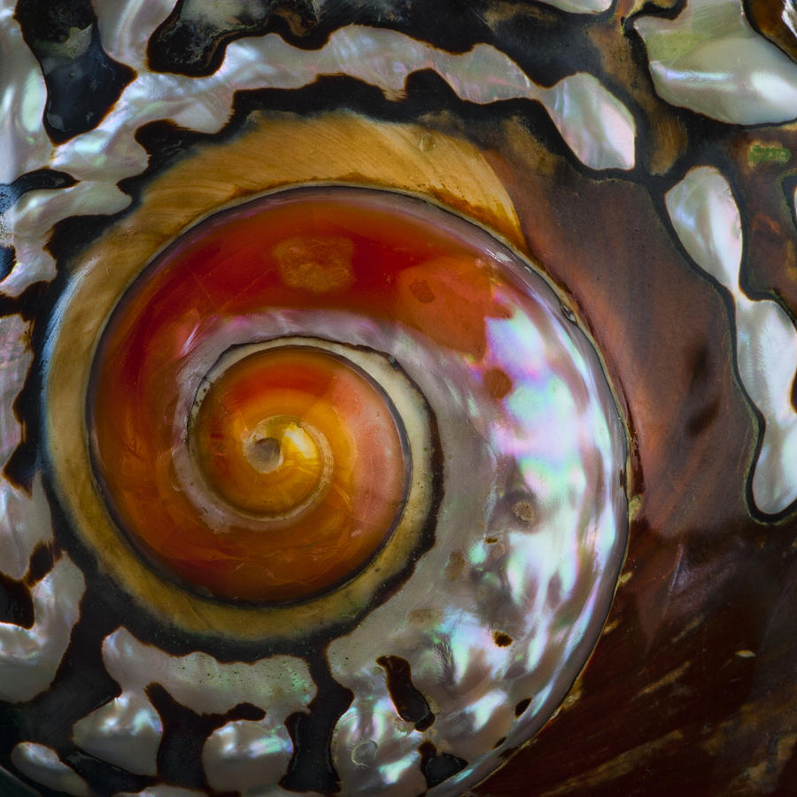 South African Photograph - South African Turban Shell by Carol Leigh