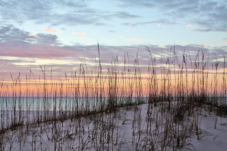 South Alabama Dunes Photograph by JC Findley
