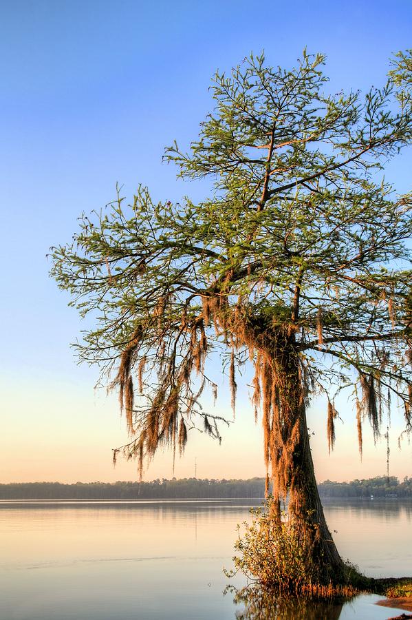 South Alabama Spring Photograph by JC Findley | Fine Art America