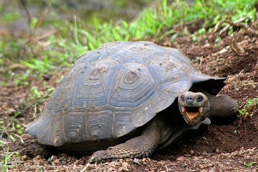 South America, Ecuador, Galapagos Photograph by Kymri Wilt | Fine Art ...