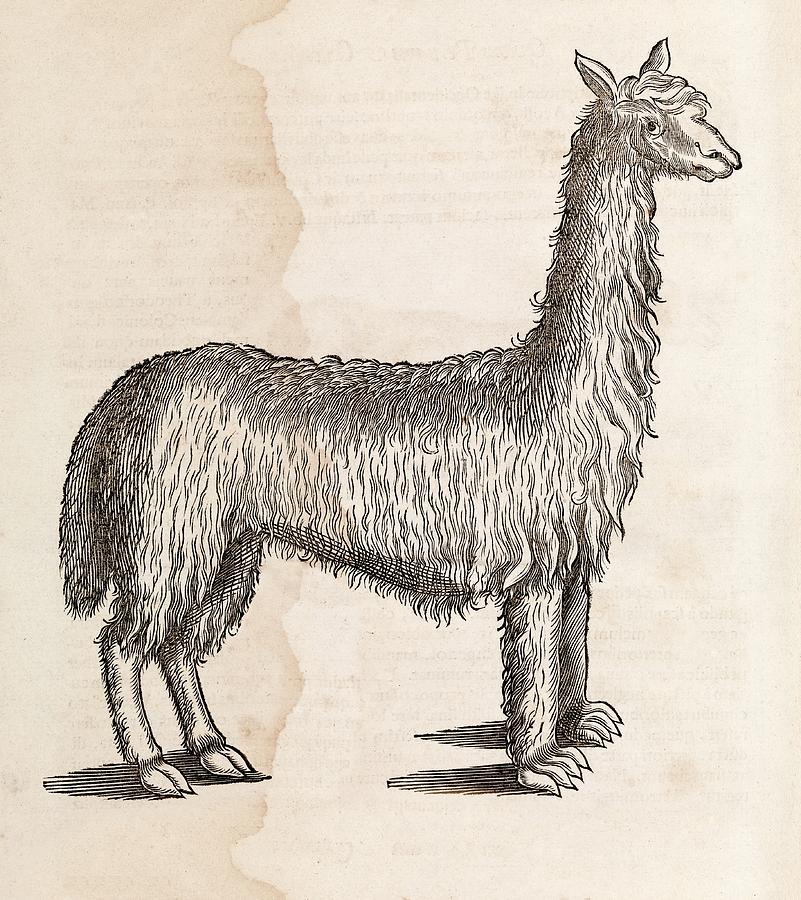 South American Camelid Photograph by Middle Temple Library