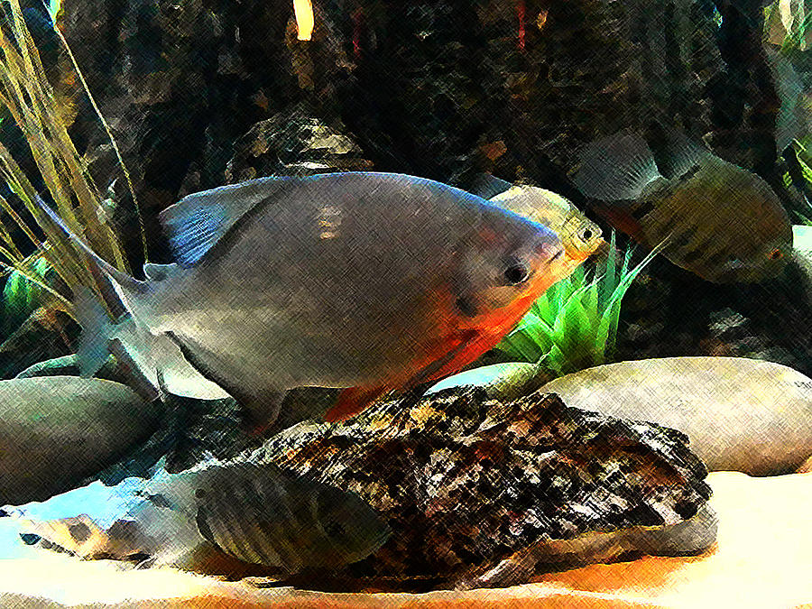 South American Cichlids Painting by Shere Crossman