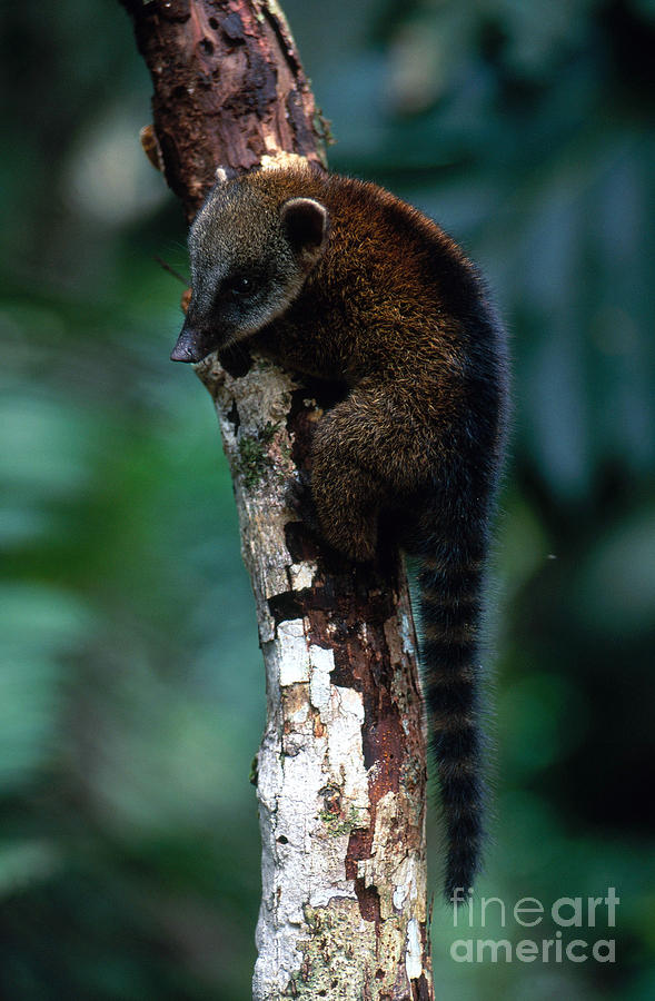 South American Coati Photograph by Art Wolfe
