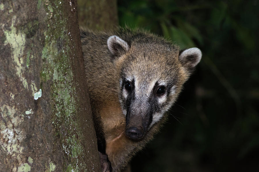 South American Coati Photograph by Dr P. Marazzi/science Photo Library