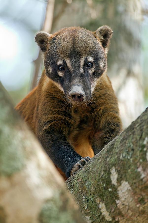 South American Coati In A Tree Photograph by John Devries/science Photo Library