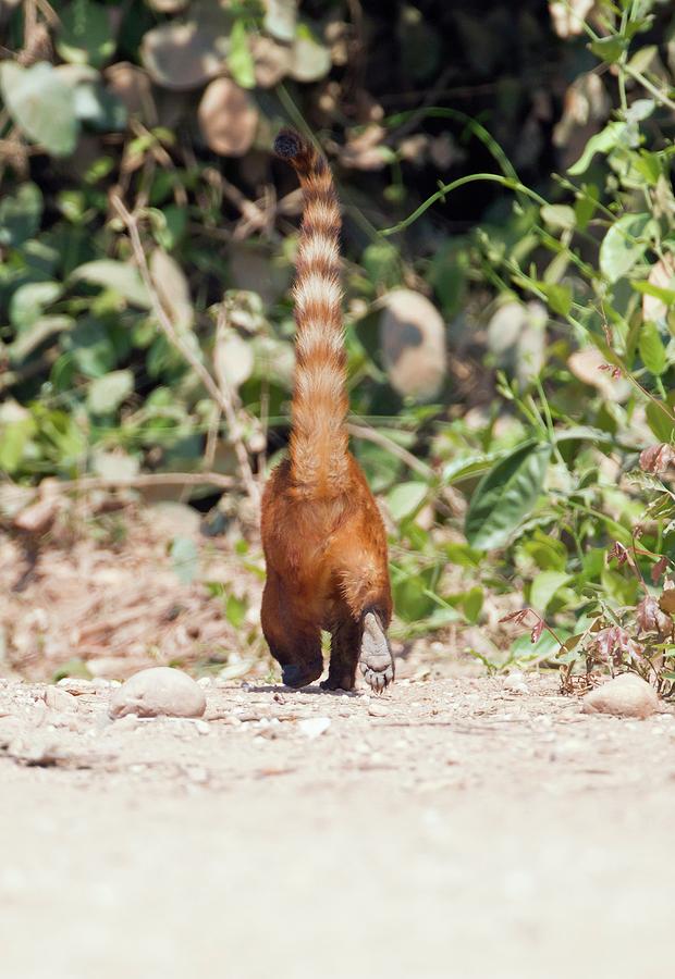 South American Coati On The Ground Photograph by John Devries/science Photo Library