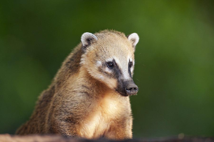 South American coati Photograph by Science Photo Library