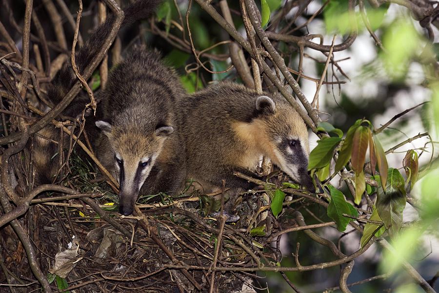 South American Coatis Photograph by Dr P. Marazzi/science Photo Library