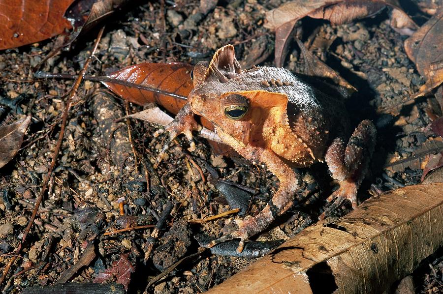 South American Common Toad Photograph by Philippe Psaila/science Photo Library