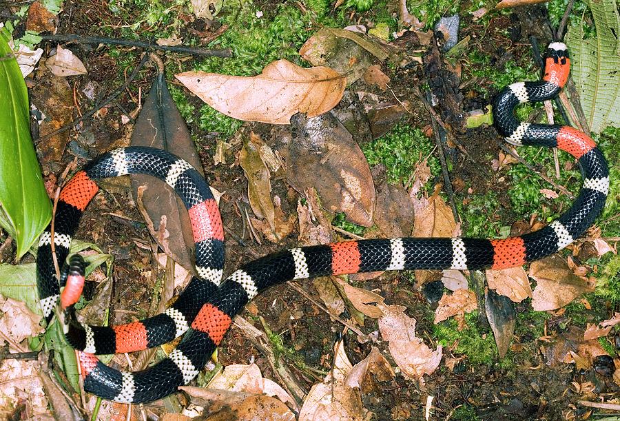 South American Coral Snake Photograph by Dr Morley Read/science Photo Library