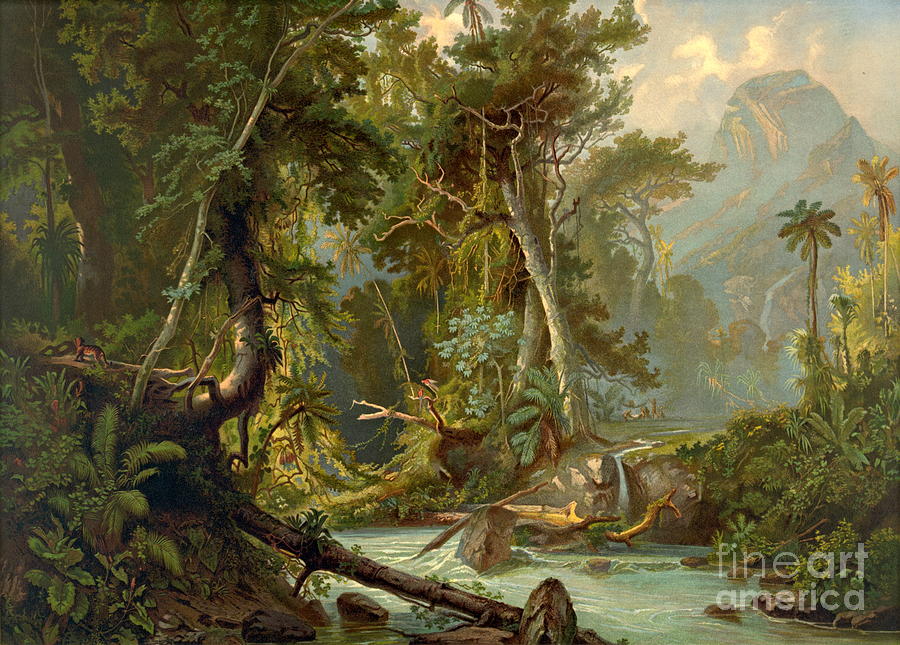 South American Forest 1873 Photograph by Padre Art