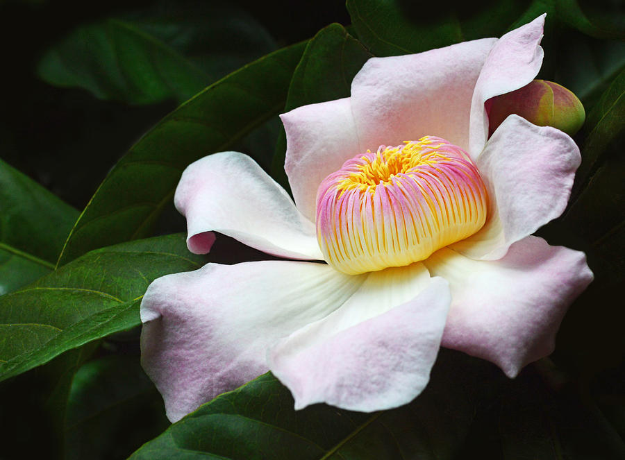 South American Gustavia flower Photograph by David Clode
