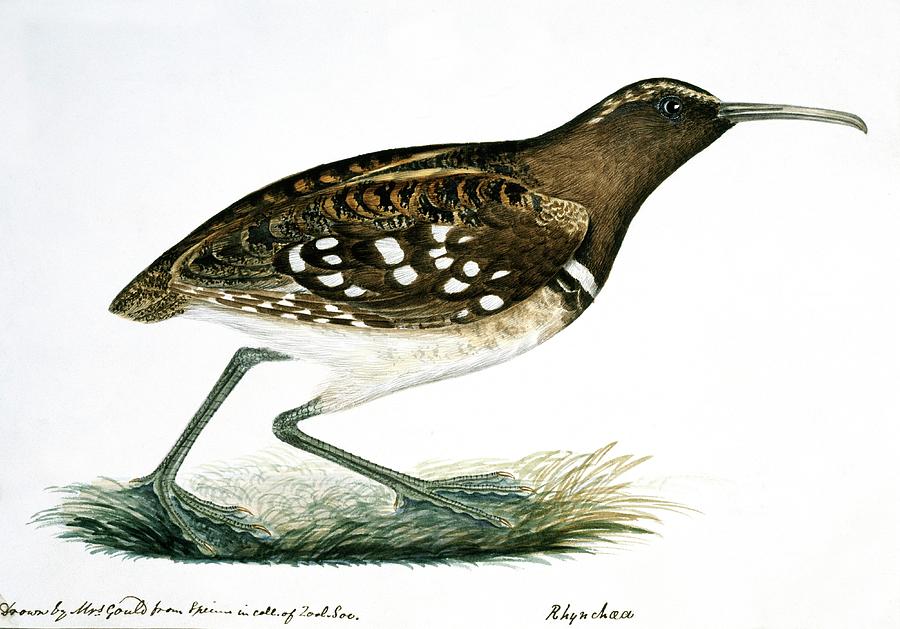 South American Painted Snipe Photograph by Natural History Museum, London/science Photo Library