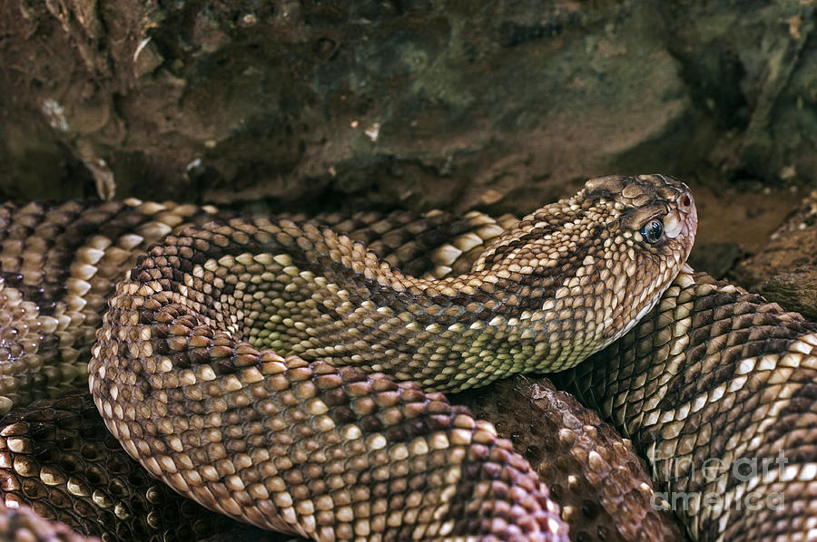 South American rattlesnake 1 Photograph by Arterra Picture Library