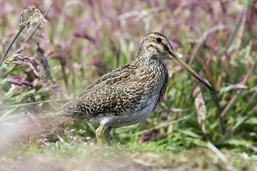 South American Snipe Or Magellan Snipe Photograph by Martin Zwick ...