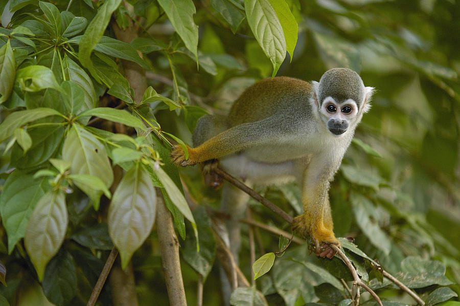 South American Squirrel Monkey Amazonia Photograph by Pete Oxford
