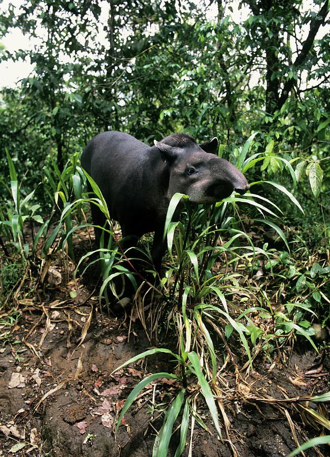 Wildlife Photograph - South American Tapir by Dr Morley Read/science Photo Library