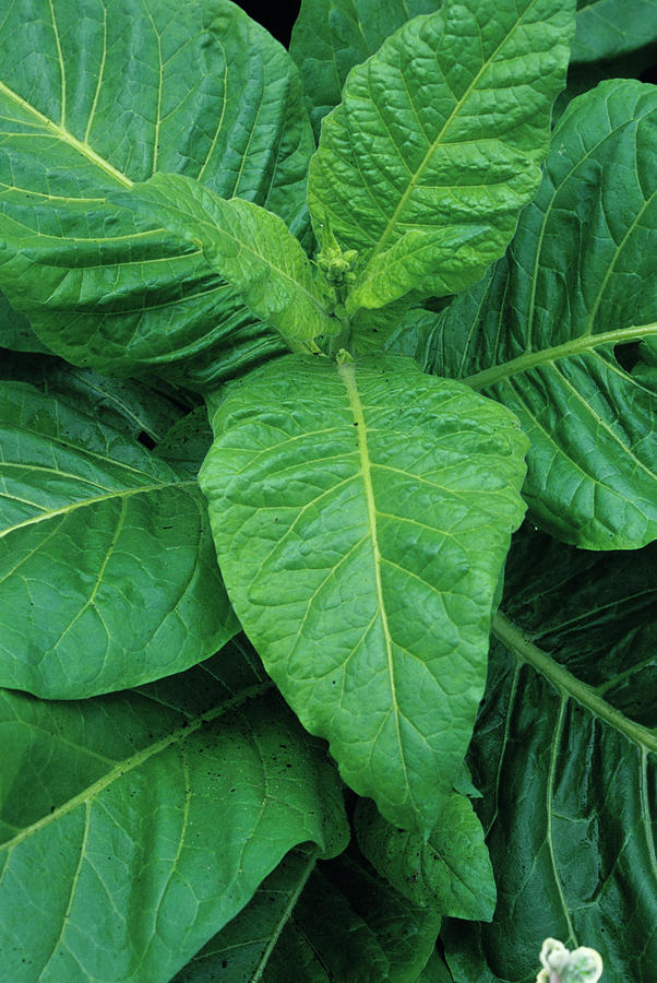 Nature Photograph - South American Tobacco Plant Leaves by Duncan Smith/science Photo Library