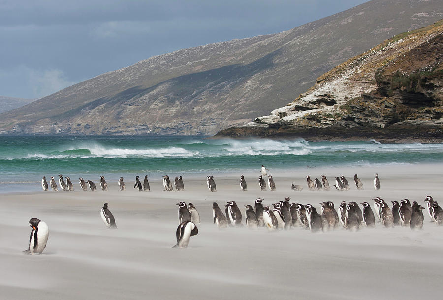 Animal Photograph - South Atlantic, Falkland Islands by Jaynes Gallery