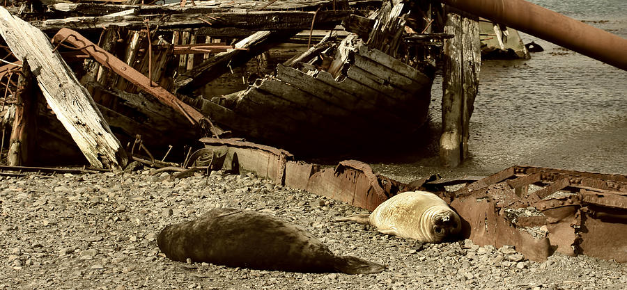 South Atlantic Fur Seals Photograph by Amanda Stadther