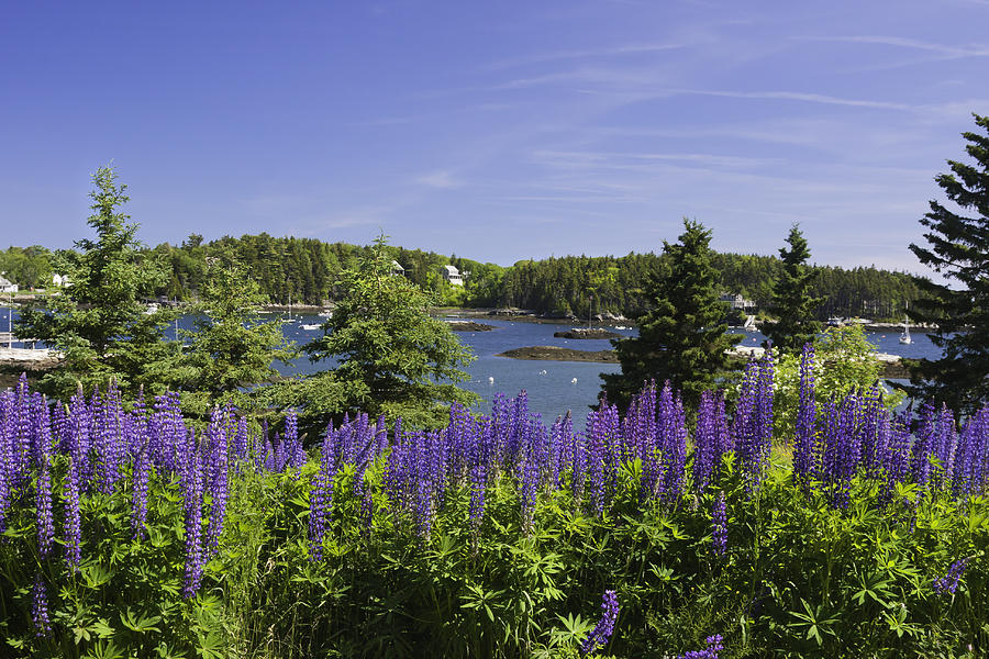 South Bristol and Lupine Flowers on the coast of Maine Photograph by Keith Webber Jr