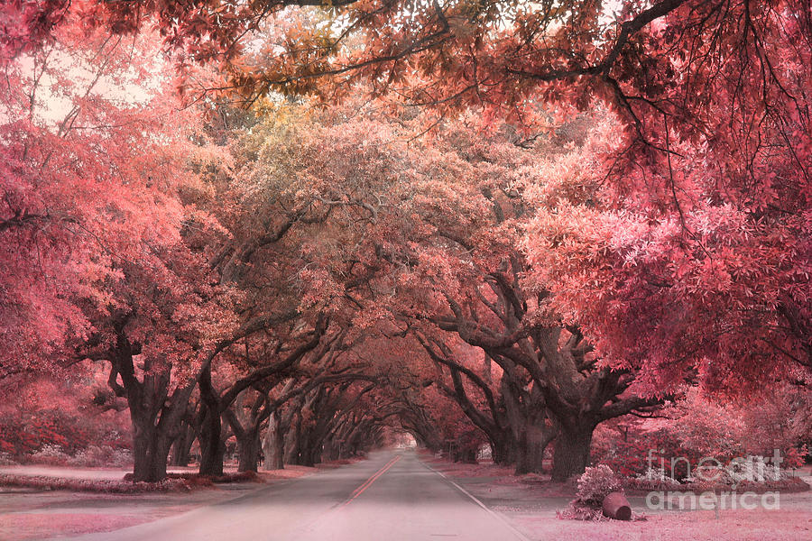 South Carolina Angel Oak Trees Nature Landscape Photograph by Kathy Fornal