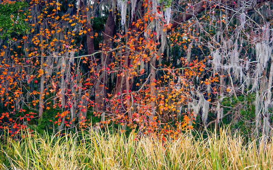 South Carolina Autumn Colors Photograph by Marc Crumpler