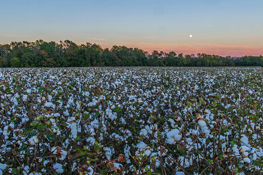 South Carolina Cotton Field Photograph by Willie Harper