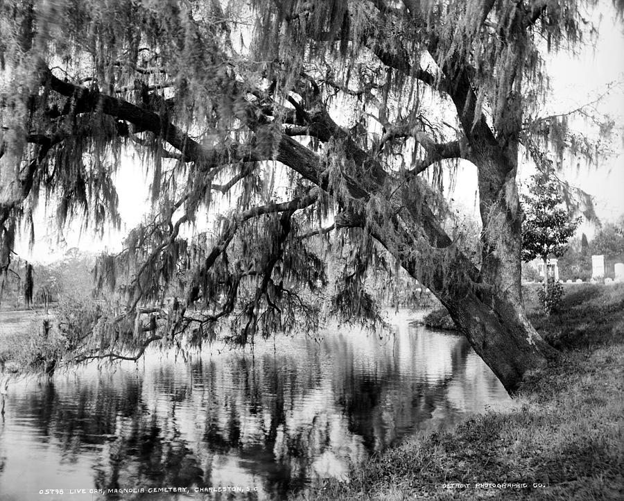 South Carolina Oak Tree Photograph by Granger