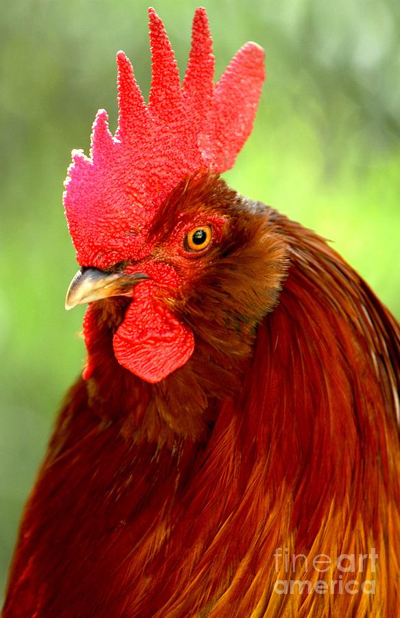 South Carolina Rooster Photograph by Adam Jewell