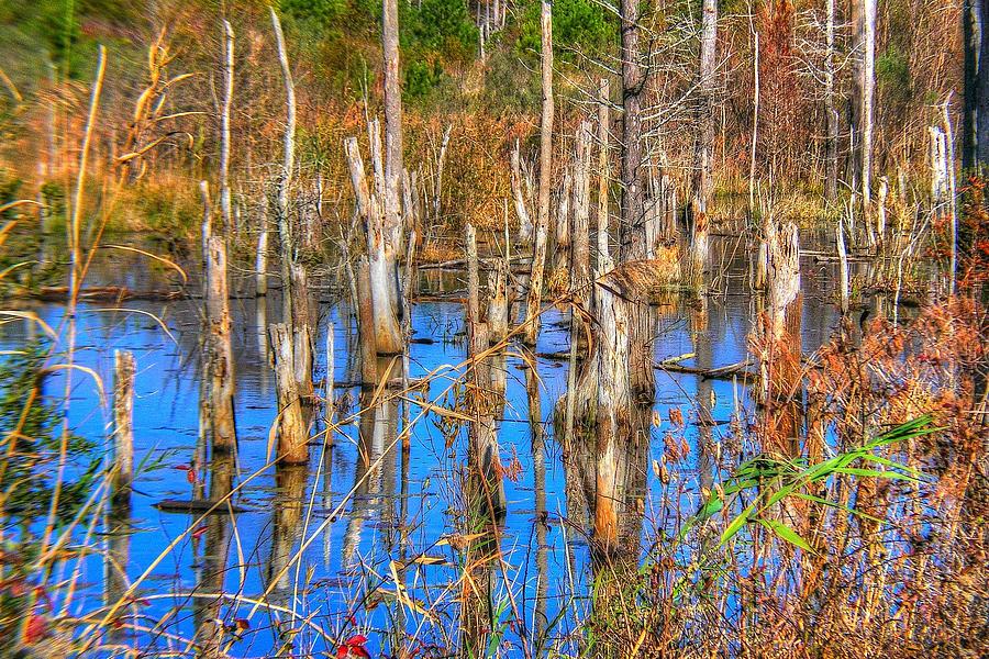 South Carolina Swamp Photograph by Ed Roberts