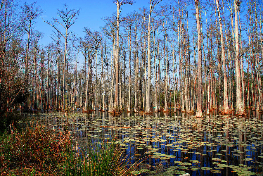 South Carolina Swamps Photograph By Susanne Van Hulst