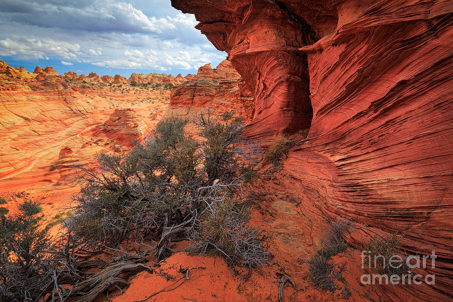 Landscape Photograph - South Coyote Buttes Grand View by Inge Johnsson