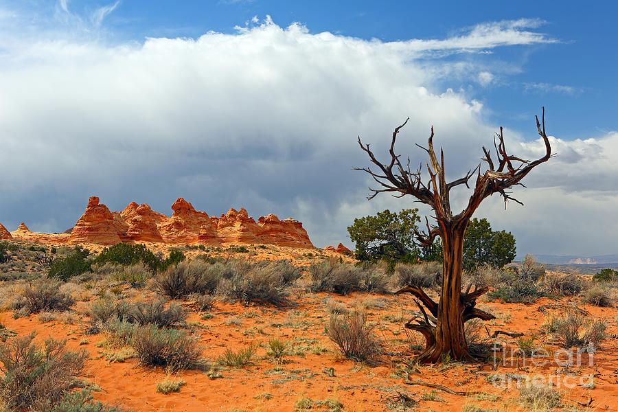 South Coyote Desert Photograph by Bill Singleton