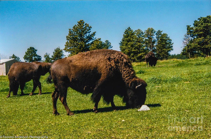 Buffalo Photograph - South Dakota Bison by Tommy Anderson