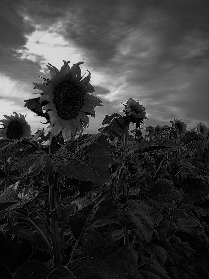 South Dakota Sunflowers Black And White Sd1 Photograph