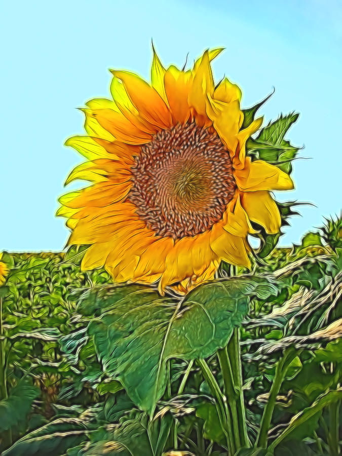 South Dakota Sunflowers II Enhanced Digital Art by Cathy Anderson