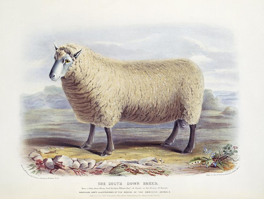 South Down Sheep, 19th century by Science Photo Library