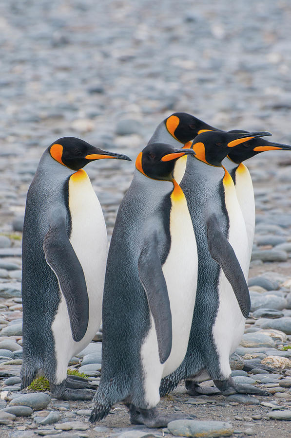 South Georgia King Penguins Photograph by Inger Hogstrom - Fine Art America